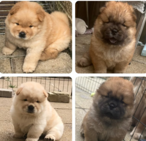 Top Quality Purebred Chow Chow Puppies