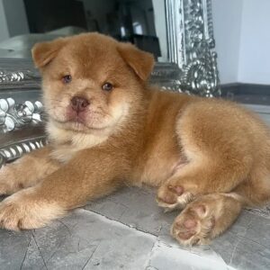 Leon – Male Chow Chow Puppy, a Real-Life Mini Lion