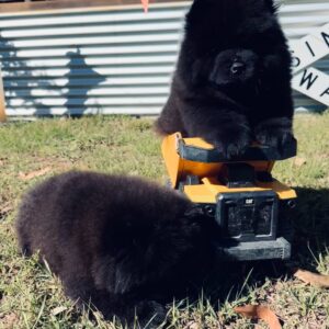 Buy red Chow Chow puppies in Texas