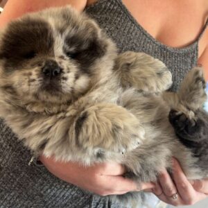 Blue Merle Chow Chow puppies near me