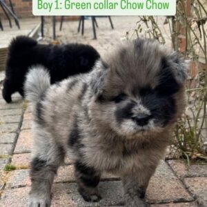 Chow Chow puppies for sale with global delivery