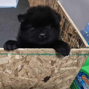 Chow Chow puppies – Salisbury NC