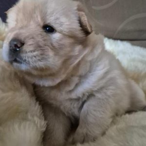 Cream Chow Chow Puppy for Sale, Tarpley