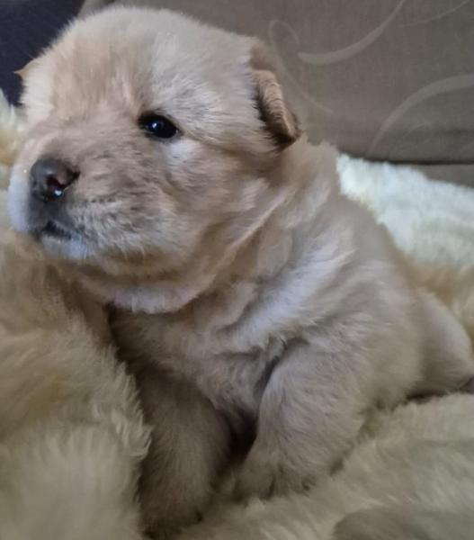 Cream Male Chow Chow Puppy — Yami 1 Cream Chow Chow Puppy for Sale, Tarpley