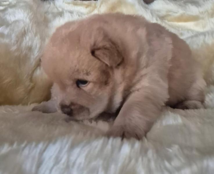 Cream Male Chow Chow Puppy — Yami 2 Cream Male Chow Chow Puppy — Yami - Image 2