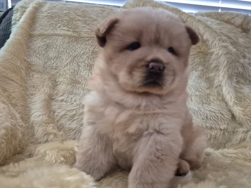 Cream Male Chow Chow Puppy — Yami 3 Cream Male Chow Chow Puppy — Yami - Image 3