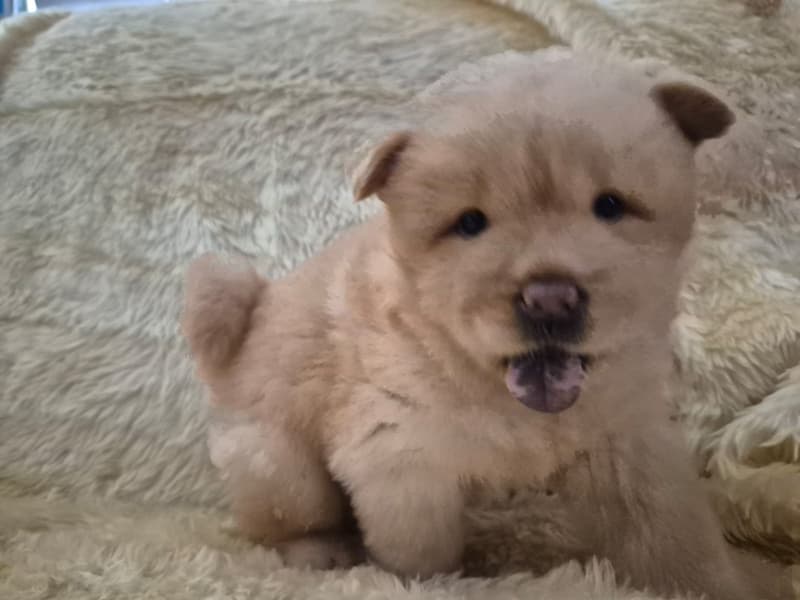 Cream Male Chow Chow Puppy — Yami 4 Cream Male Chow Chow Puppy — Yami - Image 4