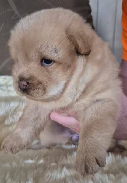 Cream Male Chow Chow Puppy — Yami 5 Cream Male Chow Chow Puppy — Yami - Image 5