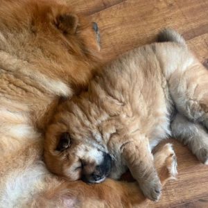 Affectionate Chow Chow Puppy, Heber UT