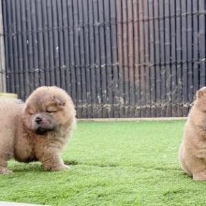 Cream Chow Chow puppies, Guelph ON
