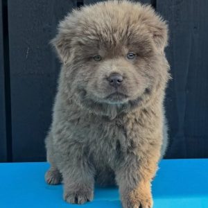 Blue Chow Chow Puppy, Sisters OR