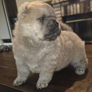 Male Blue Chow Chow, Fountain CO