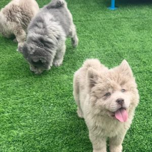 Cream Chow Chow Puppy, Sisters OR