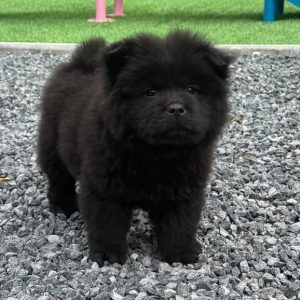 Purebred Black Chow Chow, Athens GA