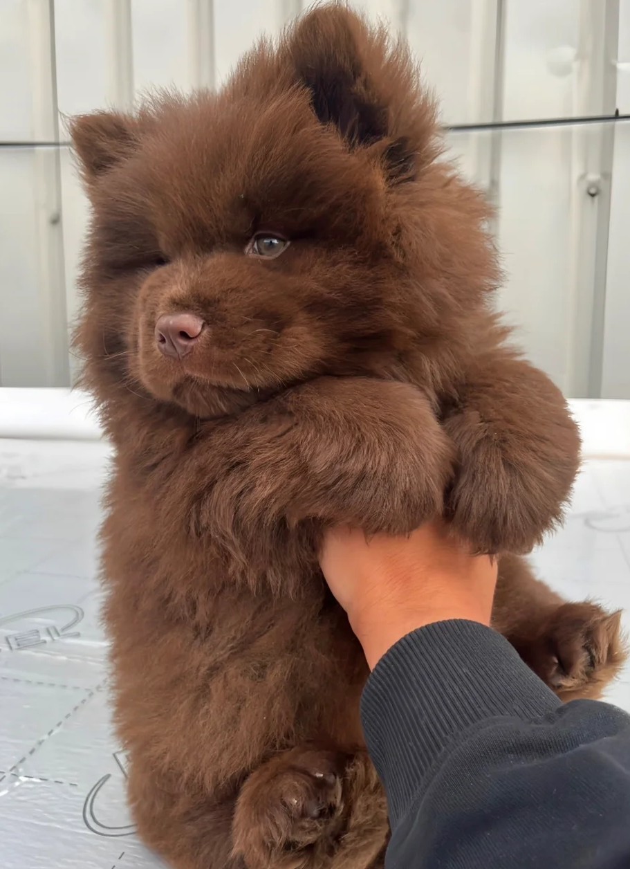 Chocolate Beauty Nila — Female Chow Chow 2 Chocolate Beauty Nila — Female Chow Chow - Image 2