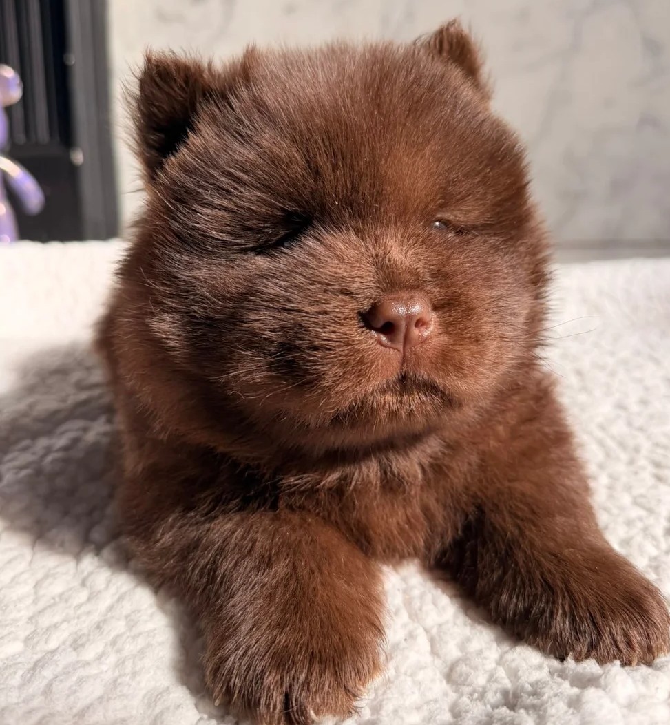Chocolate Beauty Nila — Female Chow Chow 3 Chocolate Beauty Nila — Female Chow Chow - Image 3