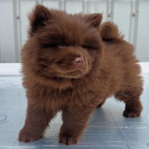 buy female chow chow puppy Traverse City MI