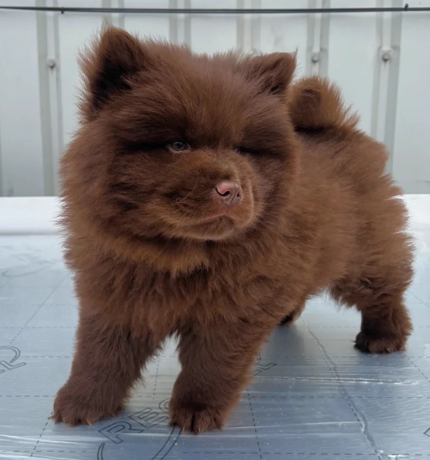 Chocolate Beauty Nila — Female Chow Chow 1 buy female chow chow puppy Traverse City MI